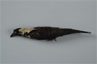 藏品(玉頸鴉)的圖片